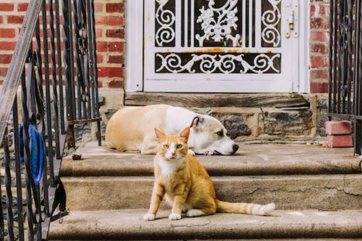 Hay accesorios de todo tipo para las mascotas, ya sea para perros o gatos