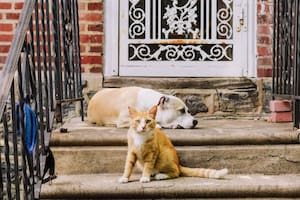 Hay accesorios de todo tipo para las mascotas, ya sea para perros o gatos