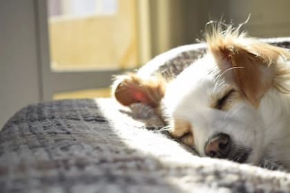 Hay acciones a llevar a cabo para lograr una convivencia (Foto Pexels)
