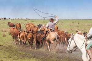 Hay alerta por el virus equino