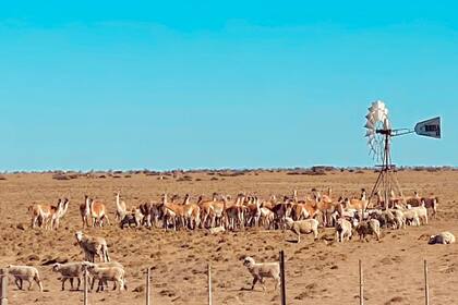Hay alerta por la sobrepoblación de guanacos