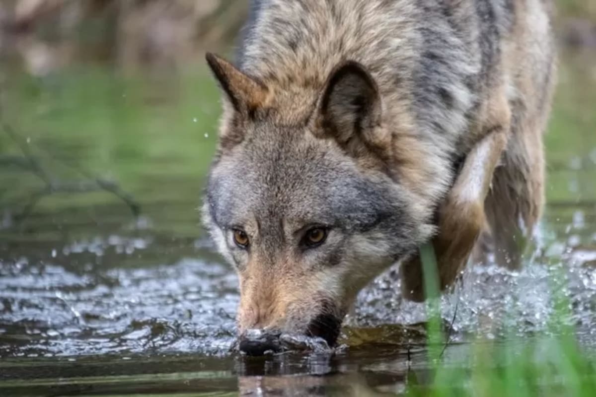 Hay alrededor de 20 lobos adultos en los Países Bajos.