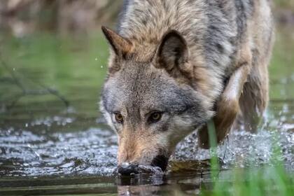 Hay alrededor de 20 lobos adultos en los Países Bajos.
