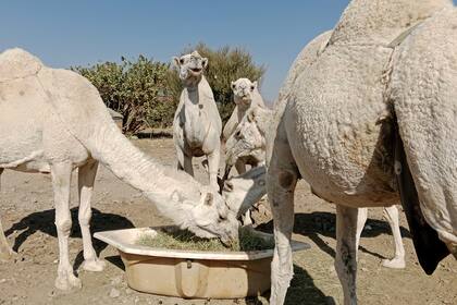Hay ayudas para la alimentación animal