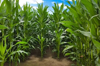Maíz tardío: biocontroladores para disminuir la contaminación por aflatoxinas