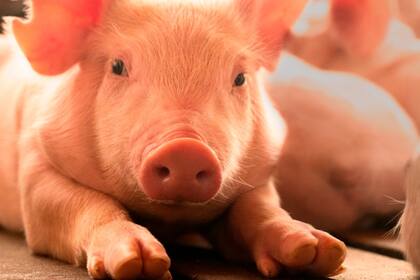 Hay brechas entre productores chicos y establecimientos más grandes