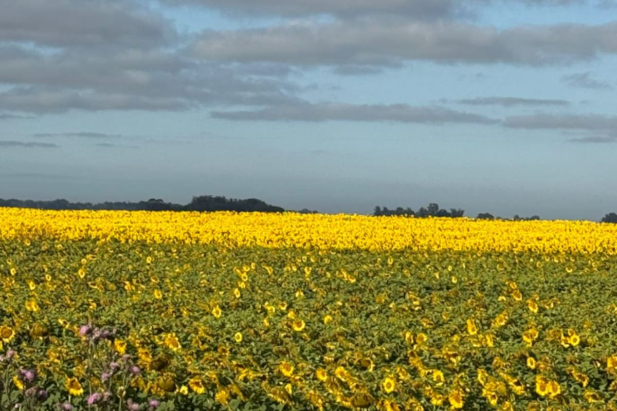 Hay buena disponibilidad de semillas de girasol, afirman en el mercado