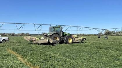 Hay buenas condiciones para producir forraje