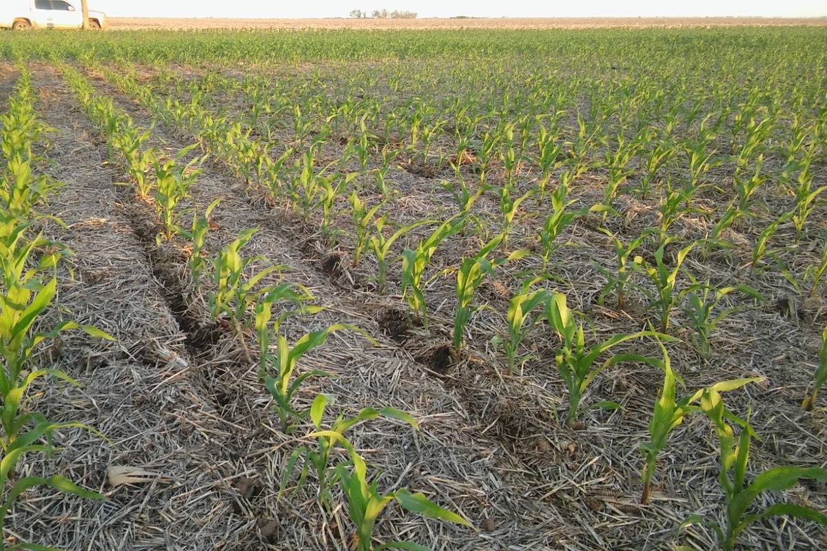 Hay buenas perspectivas para el maíz