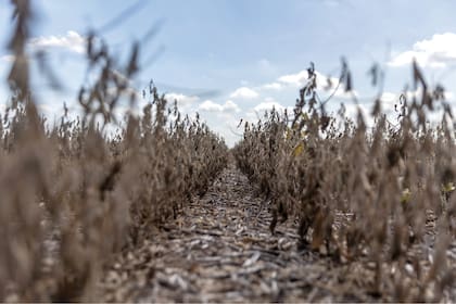 Hay campos en situación comprometida, con liquidación del stock ganadero y suelos que sufren las graves consecuencias de las sequías