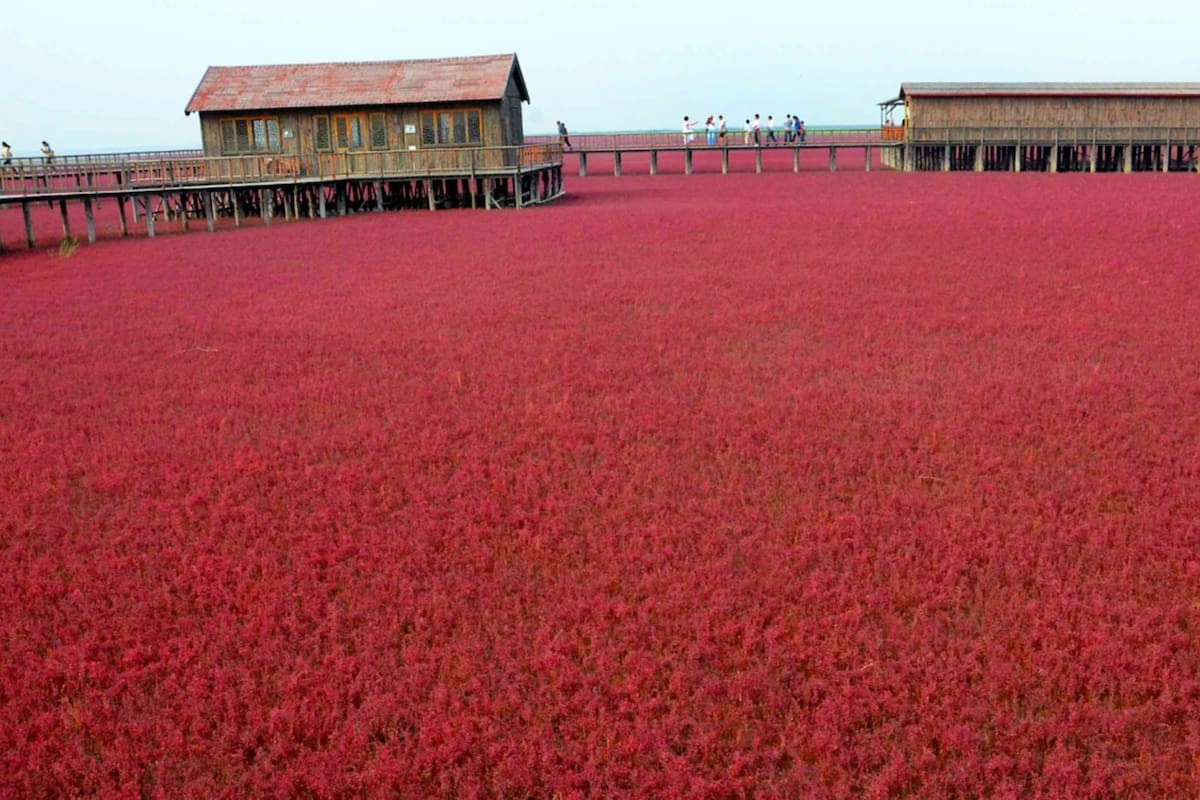 Hay casi dos kilómetros de senderos para explorar la Playa Roja, en China