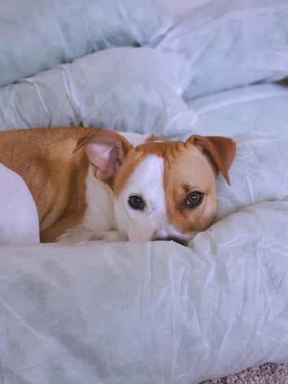 Hay ciertas desventajas que pueden presentarse en algunos perros