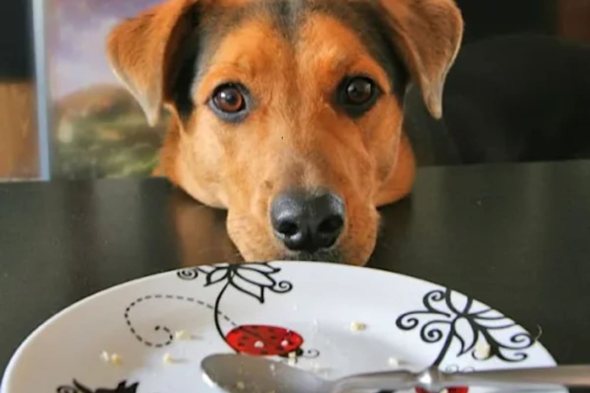 Hay ciertos alimentos que son tóxicos para perros: cuáles son