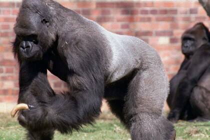 Hay cuatro especies de gorilas en peligro de extinción, según la Lista Roja de Especies Amenazadas de la Unión Internacional para la conservación de la Naturaleza