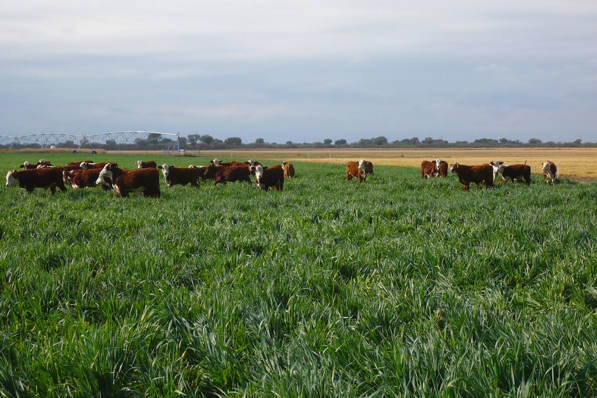 Hay diferencias en la eficiencia de conversión de alimento en carne