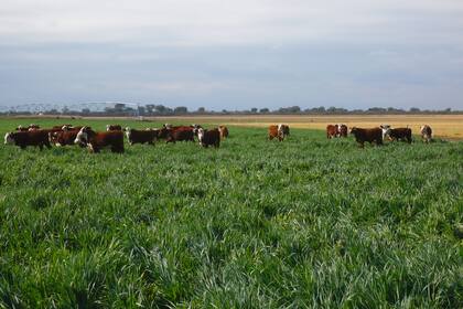 Hay diferencias en la eficiencia de conversión de alimento en carne