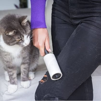 Hay dos épocas en las que el proceso de muda de pelo en los gatos se intensifica: la primavera y el otoño