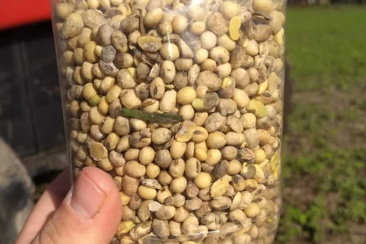 Hay fuertes mermas en la calidad de la cosecha