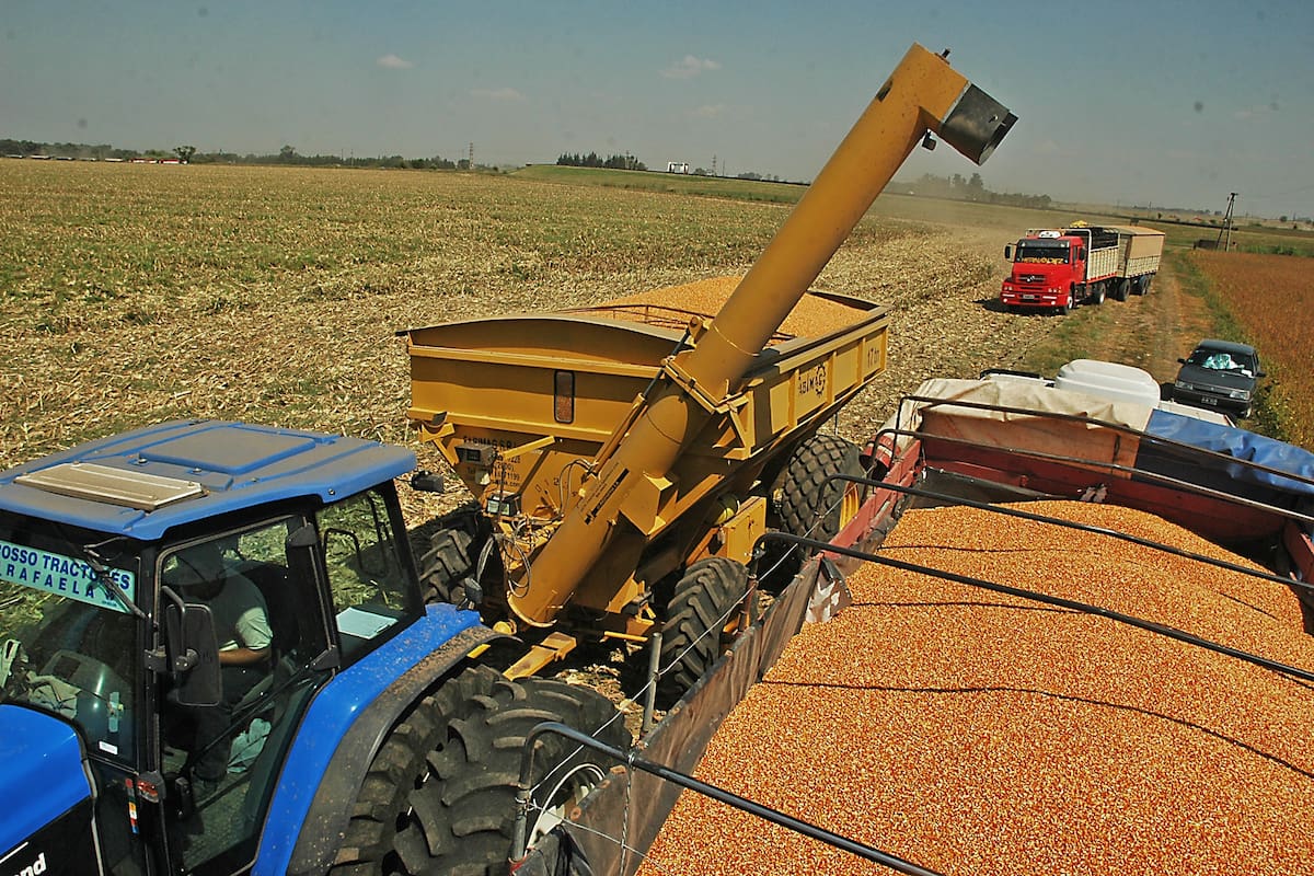 Hay incertidumbre por el volumen final de la cosecha