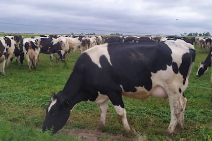 Hay índices que ayudan al mejoramiento del ganado lechero