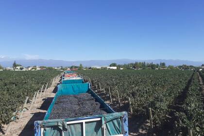 Hay largas filas de camiones en varias bodegas de Mendoza para descargar la uva