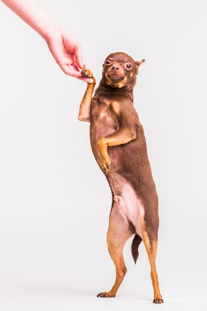 Hay maneras de detectar si tu perro es derecho o zurdo (Foto: Freepik)