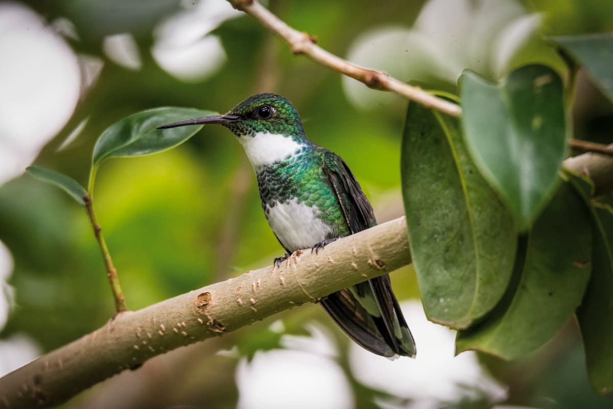 Hay más de 100 especies de aves en la reserva, entre ellas colibríes