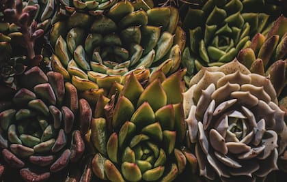Hay más de 1.400 especies de cactus y algunas florecen a los 80 años o al alcanzar cierta altura