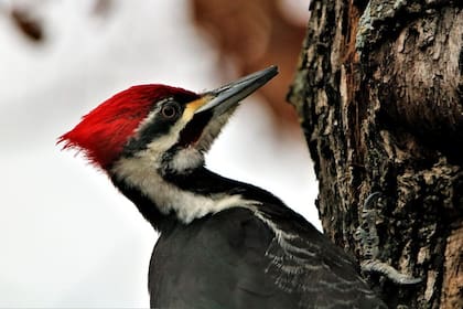 Hay más de 200 especies de pájaros carpinteros, que reciben este nombre coloquial por utilizar su fuerte pico para atrapar gusanos en los troncos de los árboles o construir sus nidos en ellos