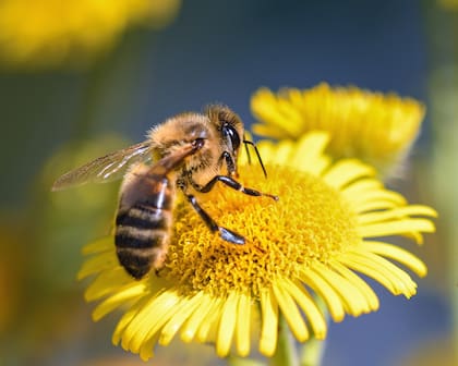 Hay más de 20.000 especies de abejas diferentes y no todas tienen un cerebro igual de grande