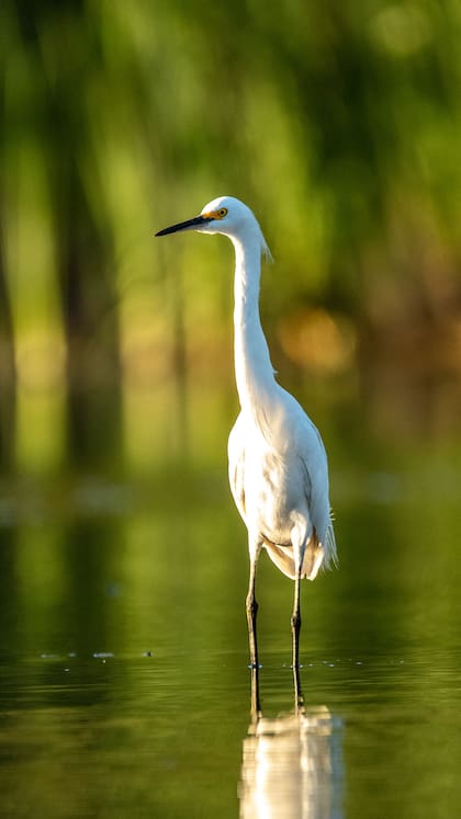 Hay más de 270 especies de aves en la zona.
