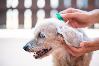 Hay más de 40 tipos diferentes de garrapatas, y la garrapata del perro americano es una de las que puede causar parálisis (Archivo)