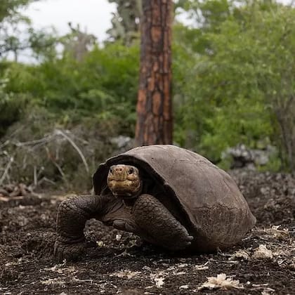 ¿Hay más tortugas en la isla Fernandina que permitan iniciar un programa de reproducción en cautiverio con Fernanda? Es uno de los grandes interrogantes
