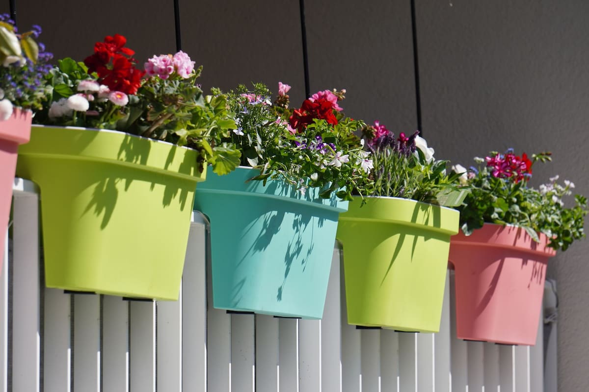 Hay muchas plantas que sirven como tinte natural y se pueden tener en macetas