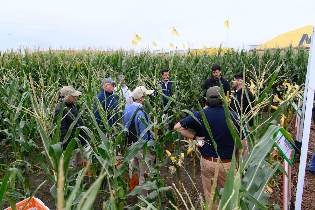 Hay mucho interés por el maíz
