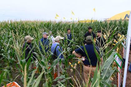 Hay mucho interés por el maíz