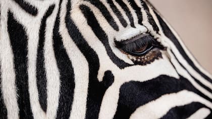 Hay muchos animales blancos y negros, pero los científicos creen que podrían tener ese color por diferentes razones (Foto: GETTY IMAGES)