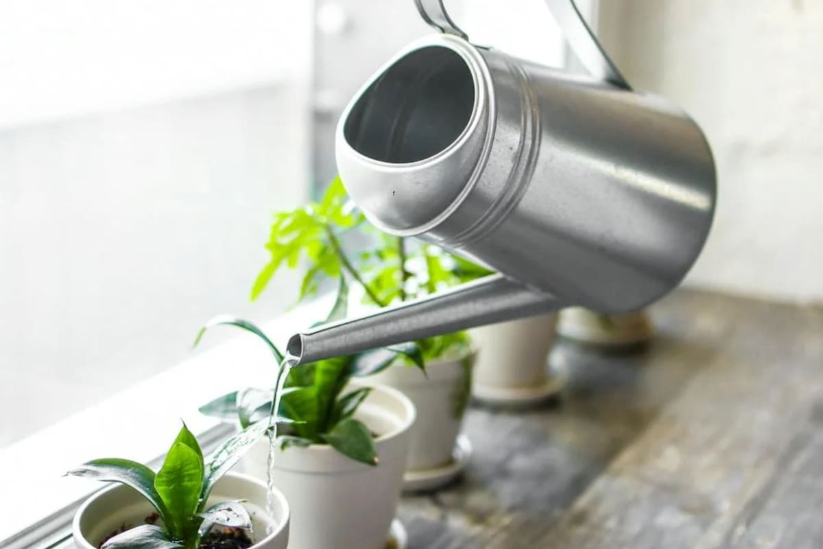 Hay múltiples maneras de cuidar las plantas en el caso de salir de viaje