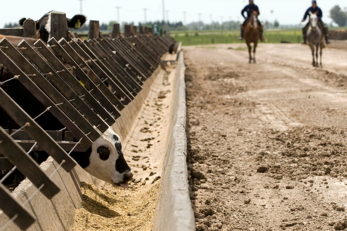 Hay nuevas normas del Senasa para las los establecimientos de engorde a corral
