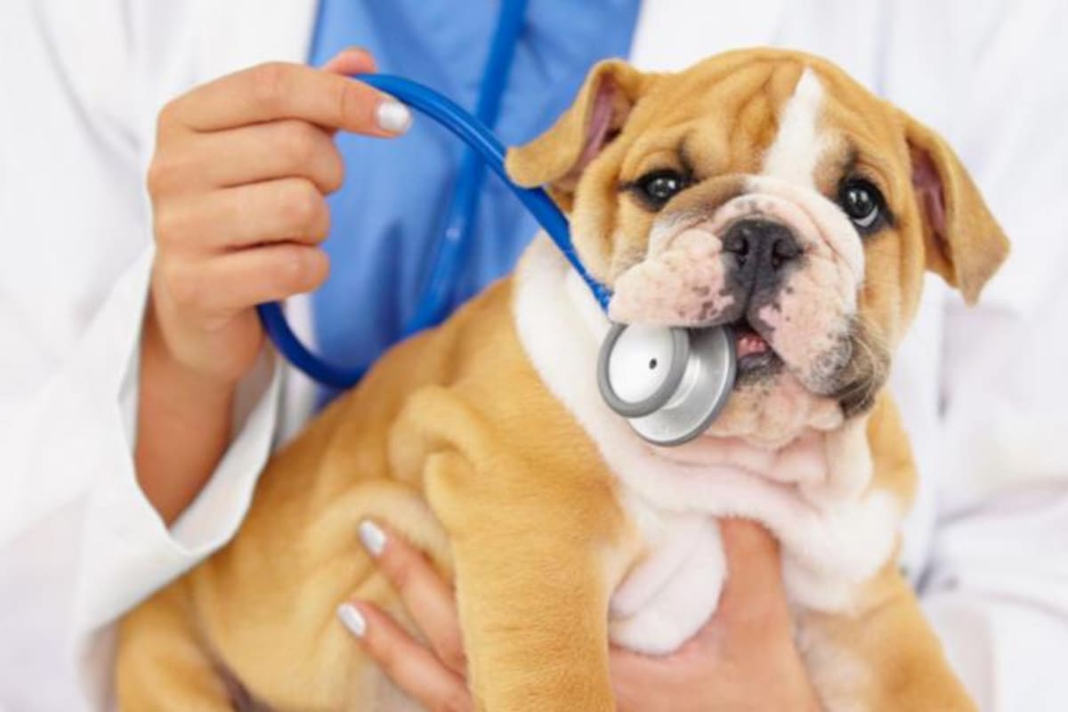 Hay numerosos casos en los que dueños de mascotas desprevenidos se enteran de que tenían un problema de salud gracias a ellas.