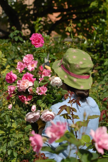 Hay opiniones encontradas sobre el aroma de las rosas, algunos sostienen que las modernas no tienen tanta fragancia como las antiguas