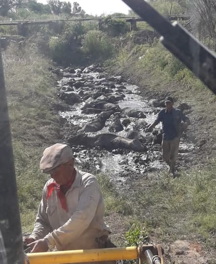 Hay pérdidas dramáticas para los productores