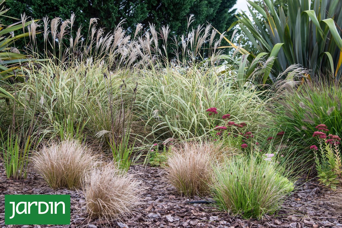 Hay plantas que capturan la luz, suman textura y convierten cualquier rincón en un paisaje con brillo