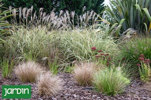 Hay plantas que capturan la luz, suman textura y convierten cualquier rincón en un paisaje con brillo