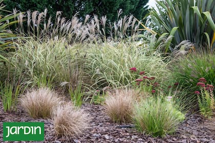 Hay plantas que capturan la luz, suman textura y convierten cualquier rincón en un paisaje con brillo