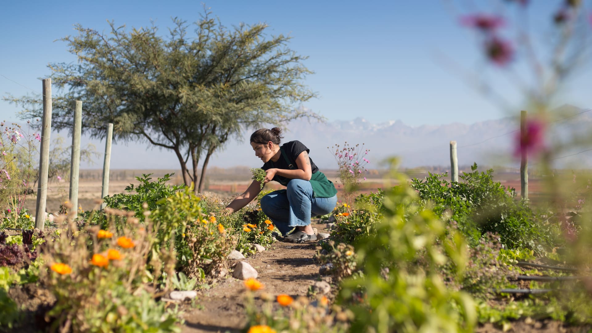 Hay plantas que cumplen la función de equilibrar y generar un ecosistema sano en la huerta