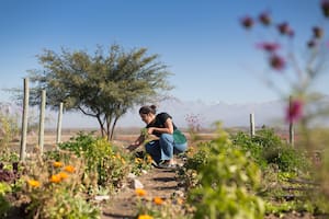 Hay plantas que cumplen la función de equilibrar y generar un ecosistema sano en la huerta