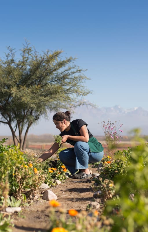 Hay plantas que cumplen la función de equilibrar y generar un ecosistema sano en la huerta
