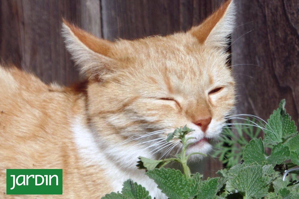 Hay plantas que pueden ser tóxicas para las mascotas