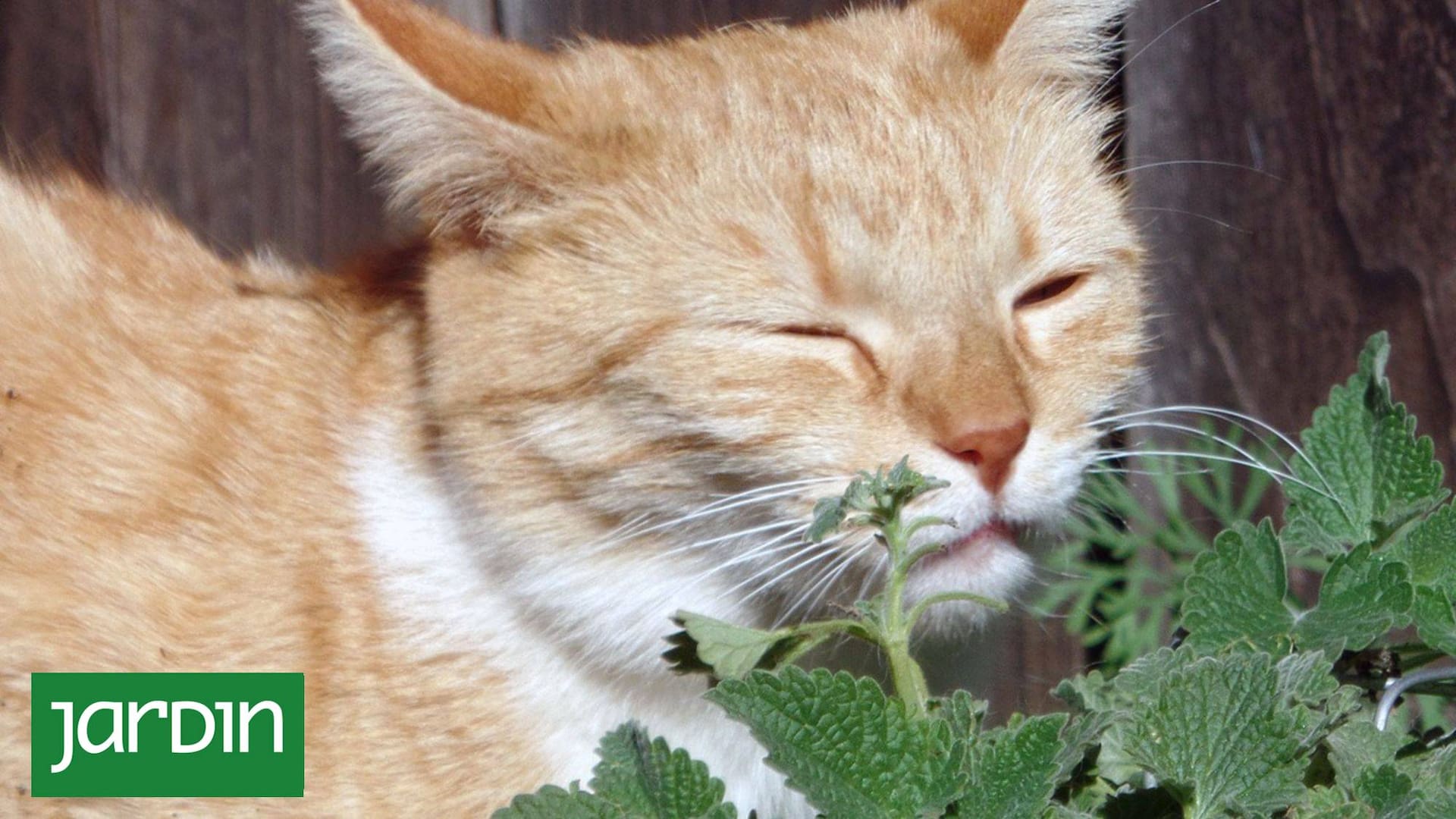 Hay plantas que pueden ser tóxicas para las mascotas